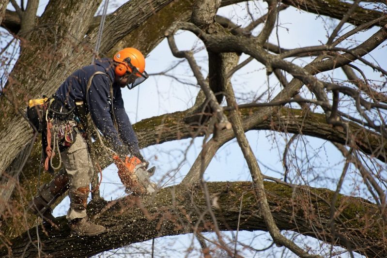 North Carolina Tree Removal